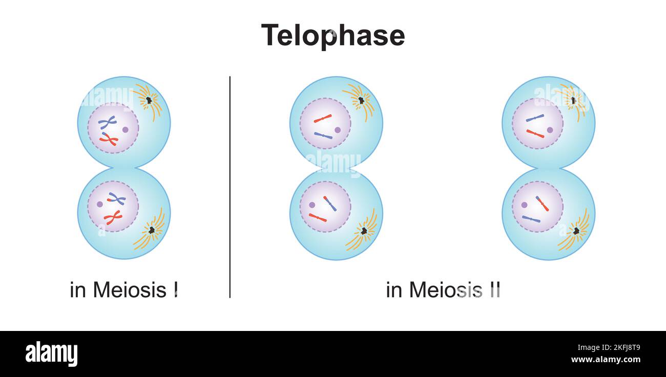 Wissenschaftliche Gestaltung der Telophase bei Meiose. Bunte Symbole. Vektorgrafik. Stock Vektor