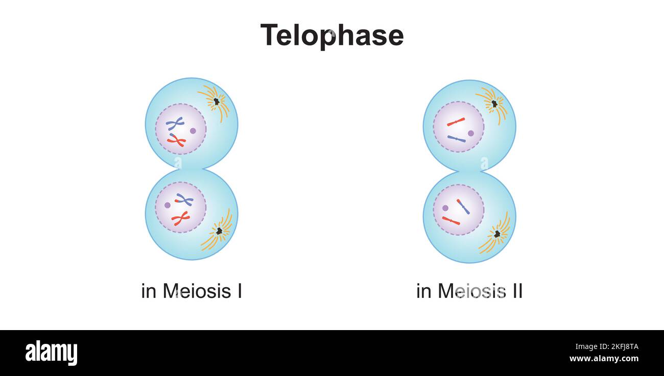 Wissenschaftliche Gestaltung der Telophase bei Meiose. Bunte Symbole. Vektorgrafik. Stock Vektor
