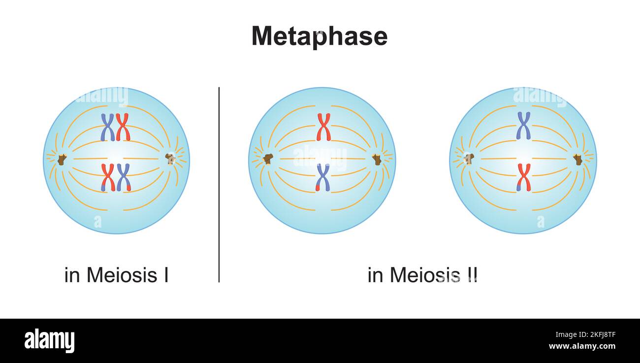 Wissenschaftliche Entwicklung von Unterschieden zwischen Metaphase bei Meiose und Mitose. Bunte Symbole. Vektorgrafik. Stock Vektor