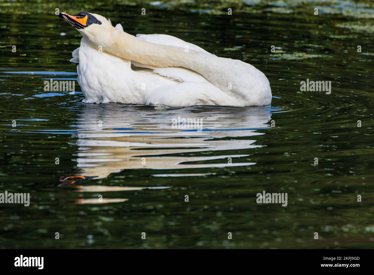 Der Erwachsene Schwan reinigt seine Federn Stockfoto