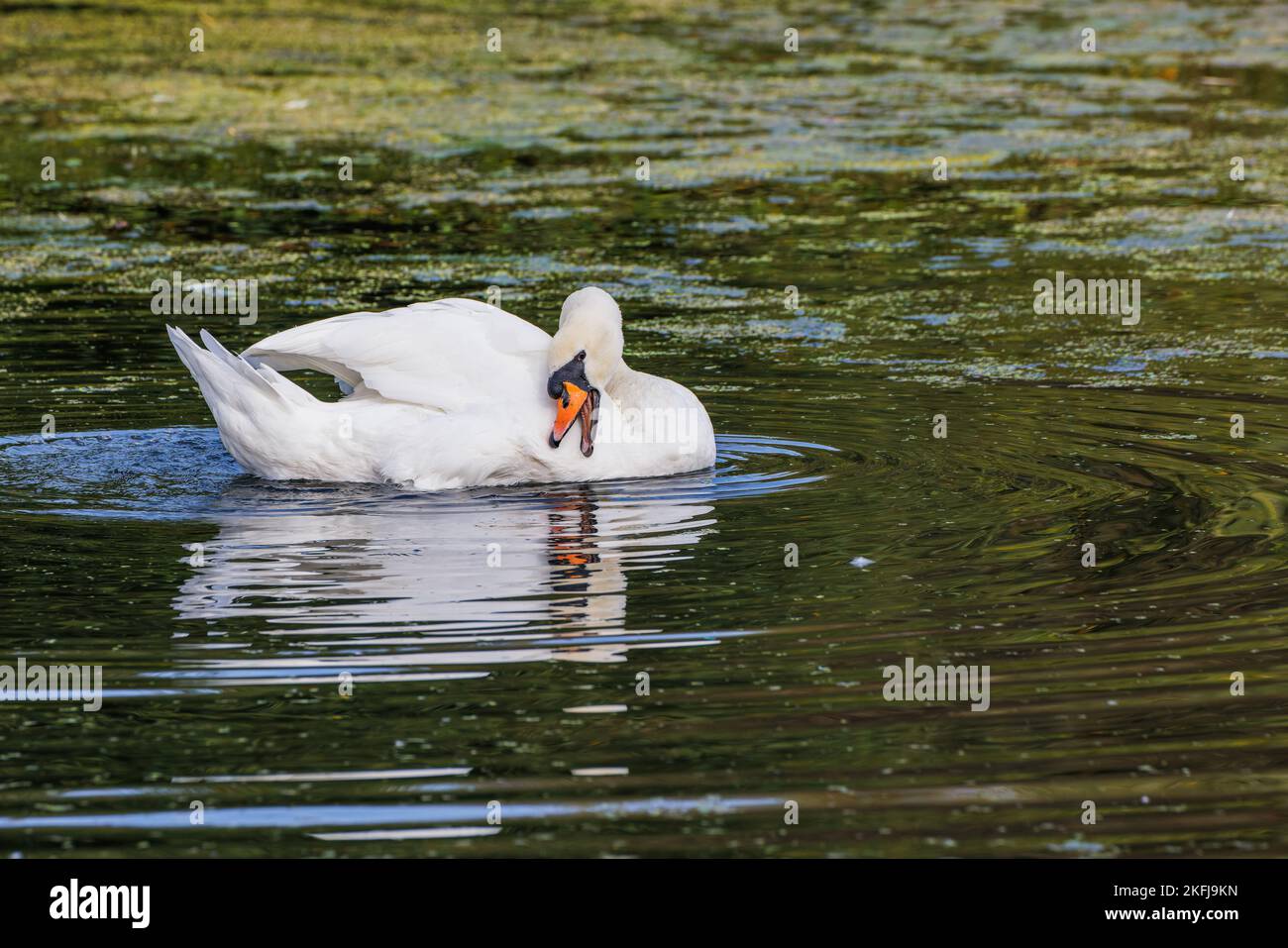 Der Erwachsene Schwan reinigt seine Federn Stockfoto