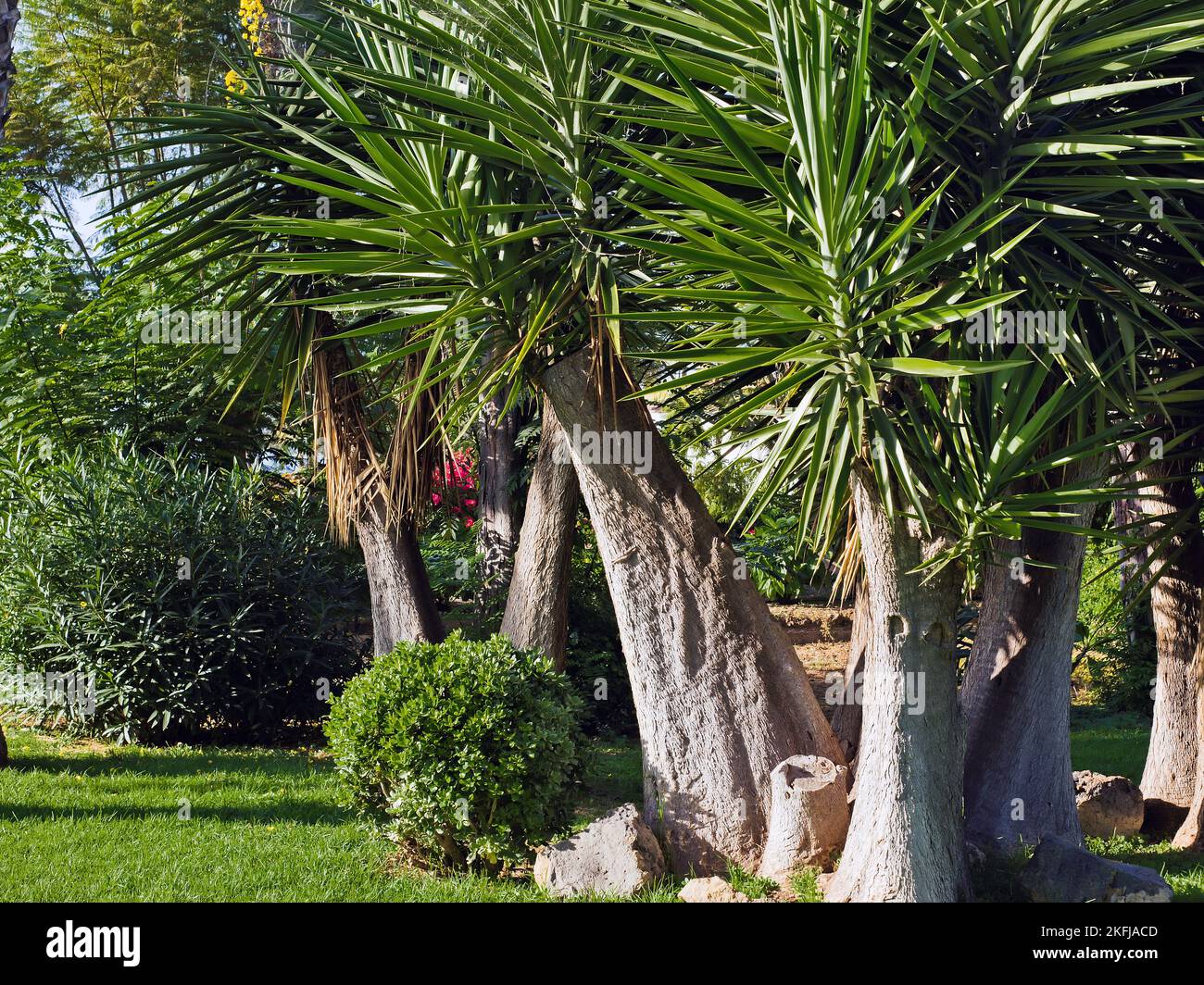 Ein Yucca elephantipes, Synonym Yucca guatemalensis, mit mehreren Stämmen, die aus einer stammartigen basalen Verdickung entstehen. Im oberen Teil der aufrechten Spank Stockfoto