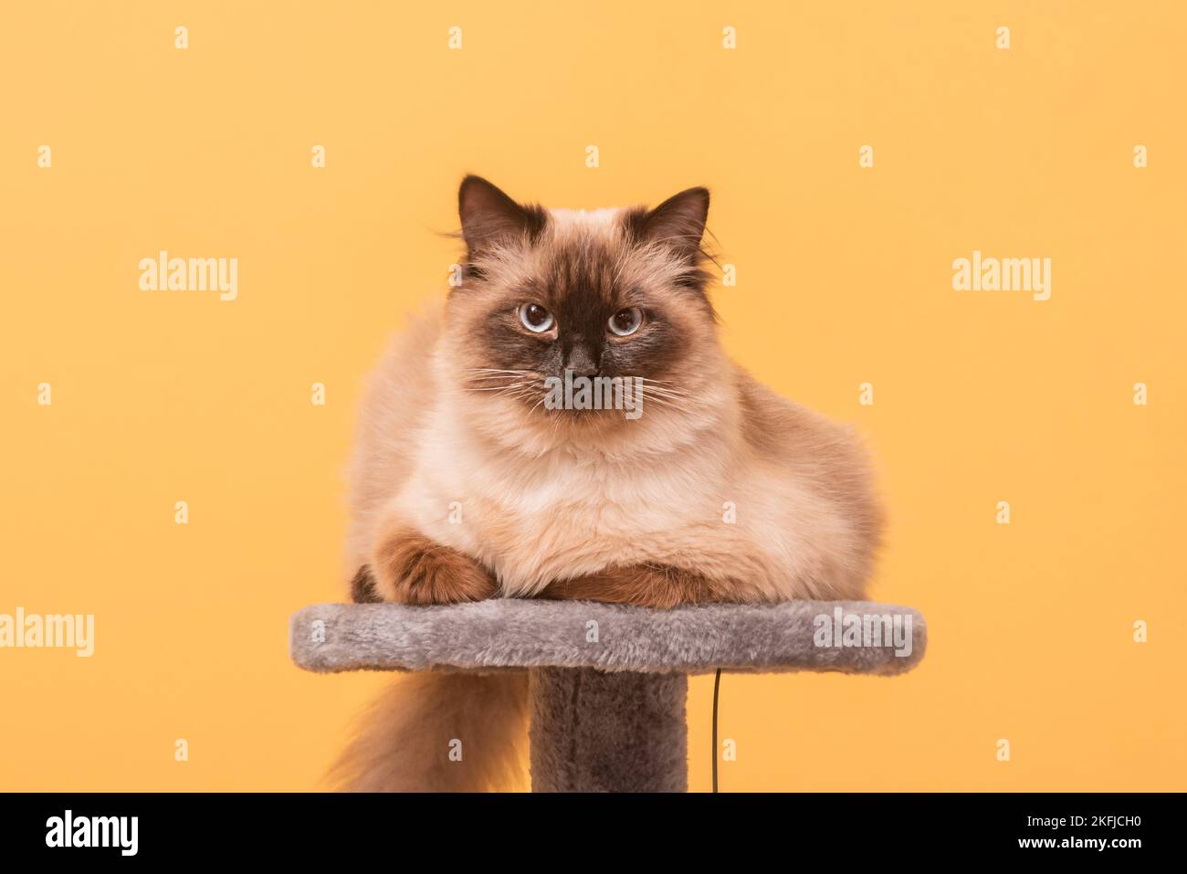 Eine Katze der Neva Masquerade Rasse auf gelbem Hintergrund. Die Katze ist beige mit brauner Färbung. Stockfoto