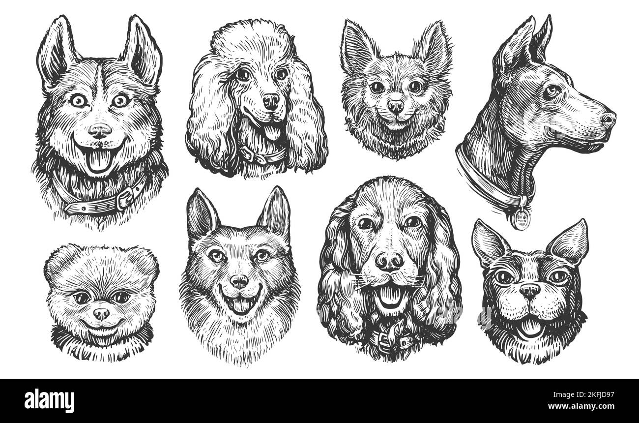 Satz von Skizzen der Hunderassen. Sammlungsköpfe oder Porträts von Hund oder Welpe Zeichen. Abbildung von Haustieren Stockfoto