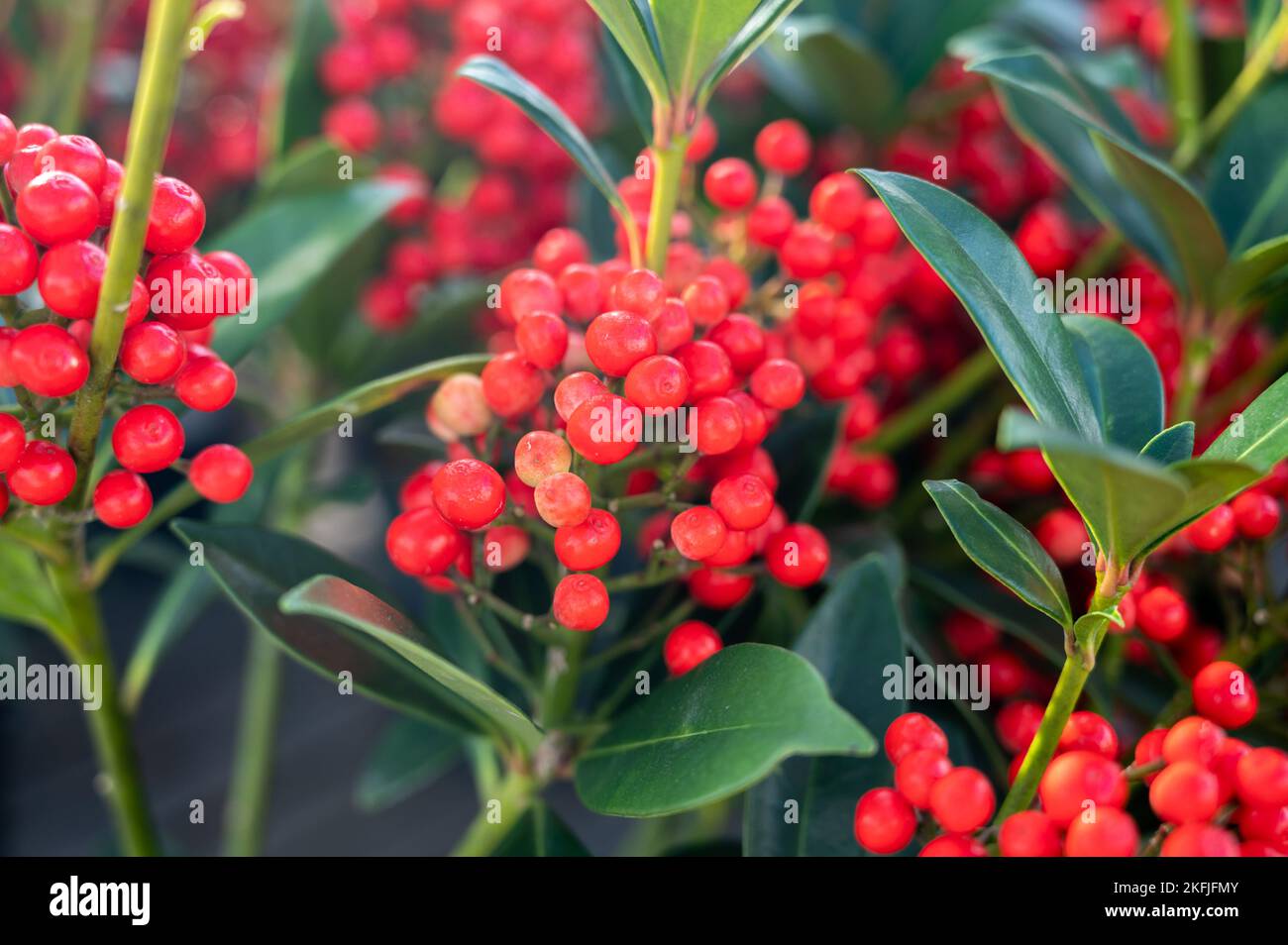 Rote Beeren der winterblühenden Gartenpflanze, immergrüne Skimmia japonica Zierpflanze, Nahaufnahme Stockfoto