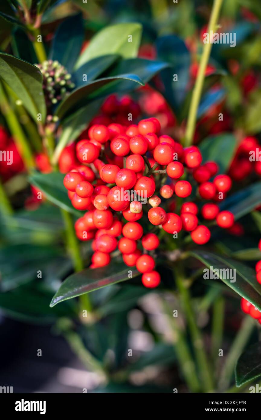 Rote Beeren der winterblühenden Gartenpflanze, immergrüne Skimmia japonica Zierpflanze, Nahaufnahme Stockfoto