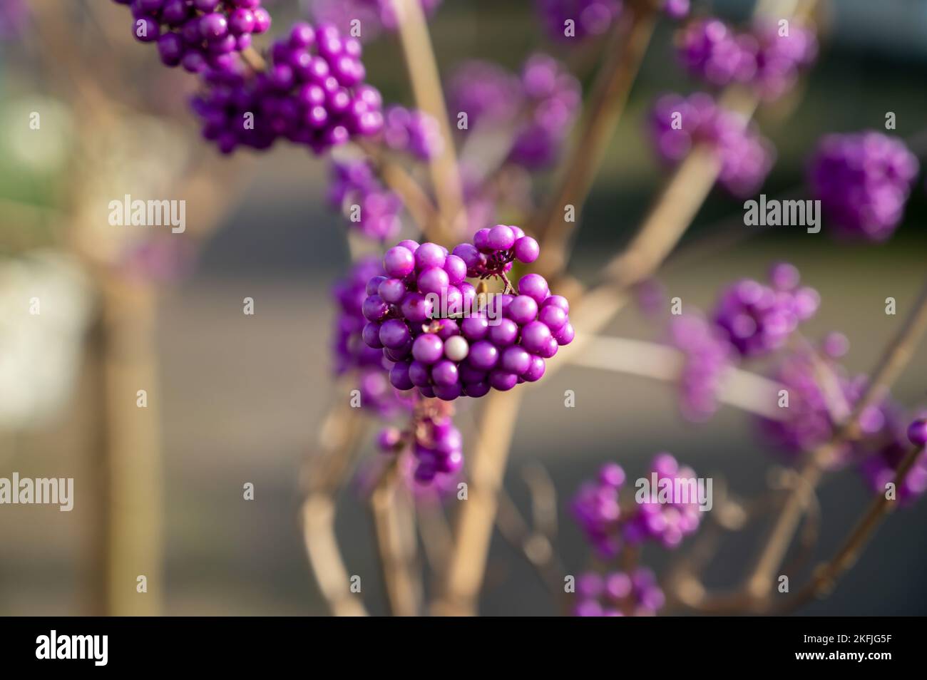 Callicarpa bodinieri kaiserliche perle Fotos und Bildmaterial in