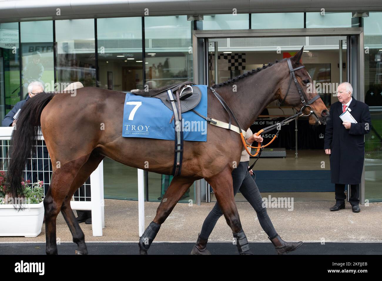 Ascot, Bergen, Großbritannien. 18.. November 2022. Horse Mister Mose im Parade Ring vor dem Troy Asset Management Introductory Hurdle Race auf der Ascot Racecourse. Quelle: Maureen McLean/Alamy Live News Stockfoto