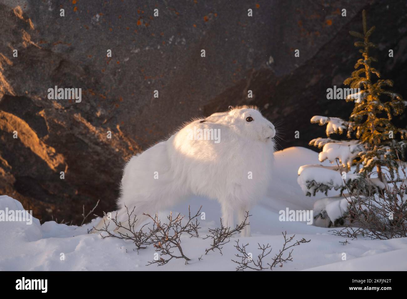 Arktischer Hase im Schnee Stockfoto
