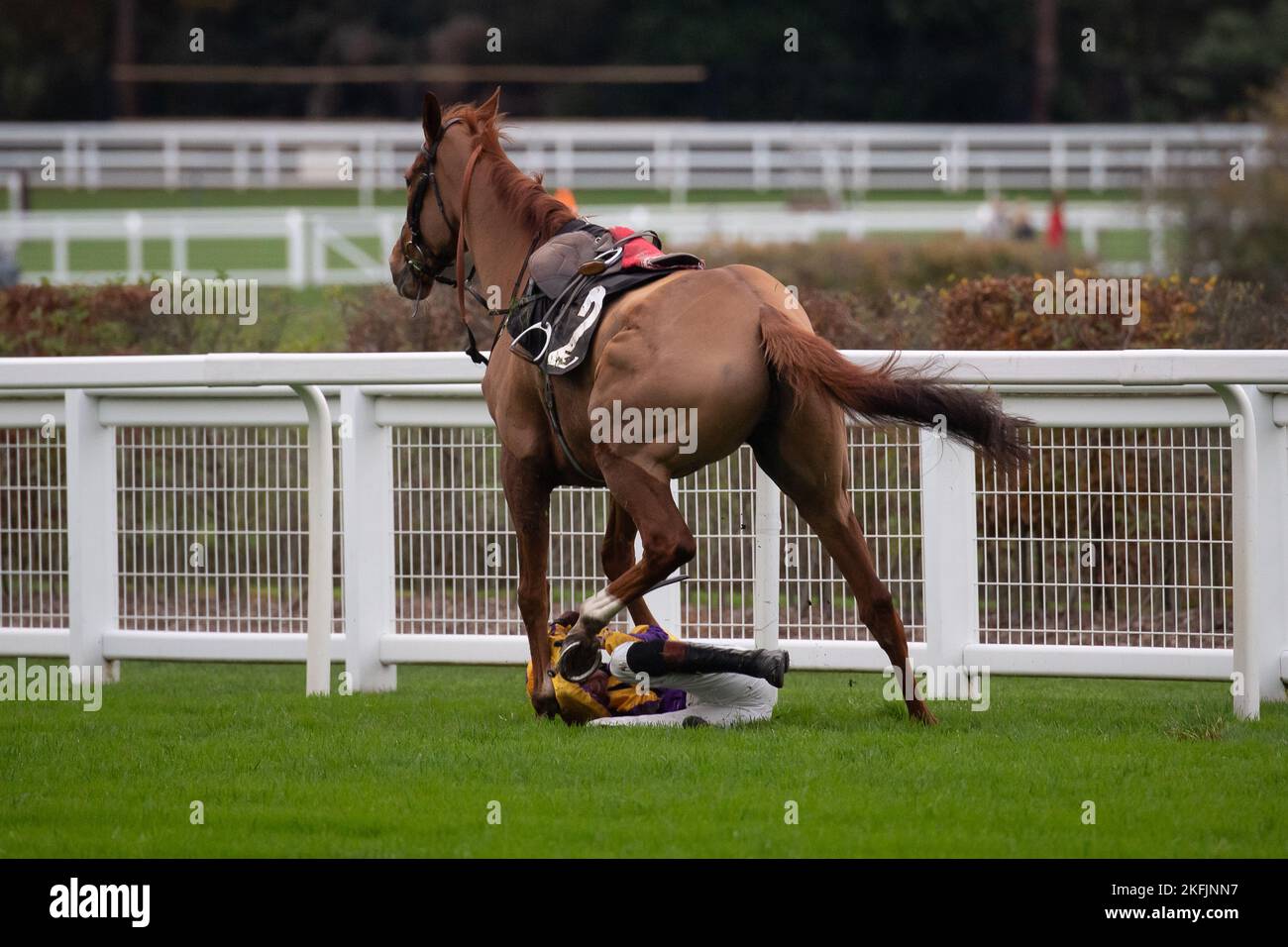 Ascot, Bergen, Großbritannien. 18.. November 2022. Jockey Brendan Powell hält sich an das Pferd Copperhead fest, bevor er nach einem Sprung in den nicht vergessenen Hindernislenker Chase auf der Ascot Racecourse fällt. Quelle: Maureen McLean/Alamy Live News Stockfoto