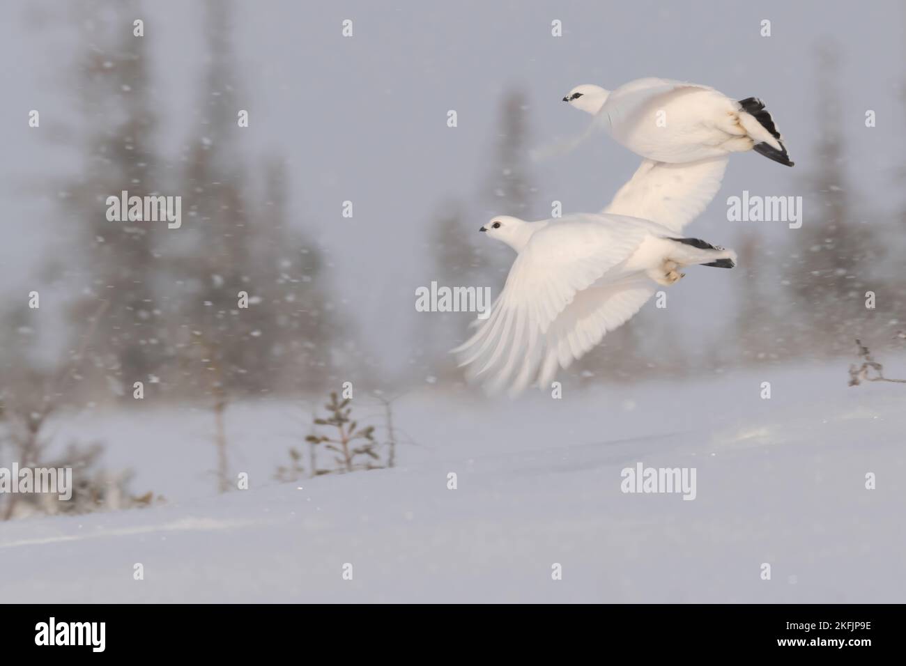 Willow-Ptarmigan im Flug Stockfoto