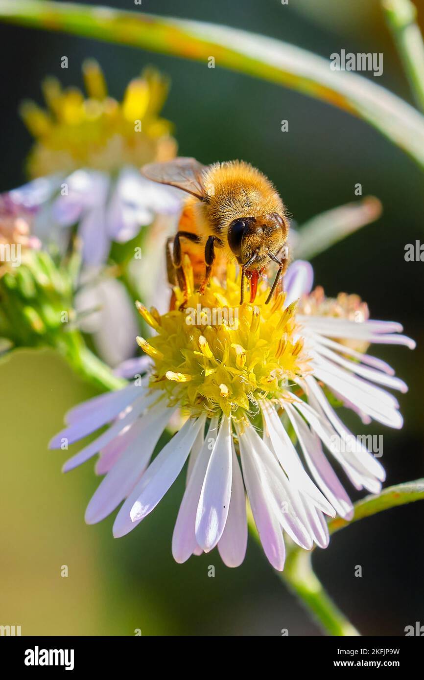 Honigbiene bestäubt eine weiße und gelbe Wildblume Stockfoto