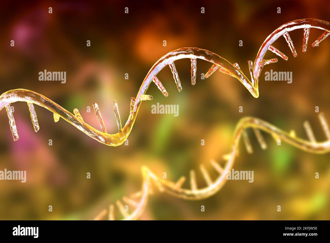 Mrna synthese Fotos und Bildmaterial in hoher Auflösung Alamy