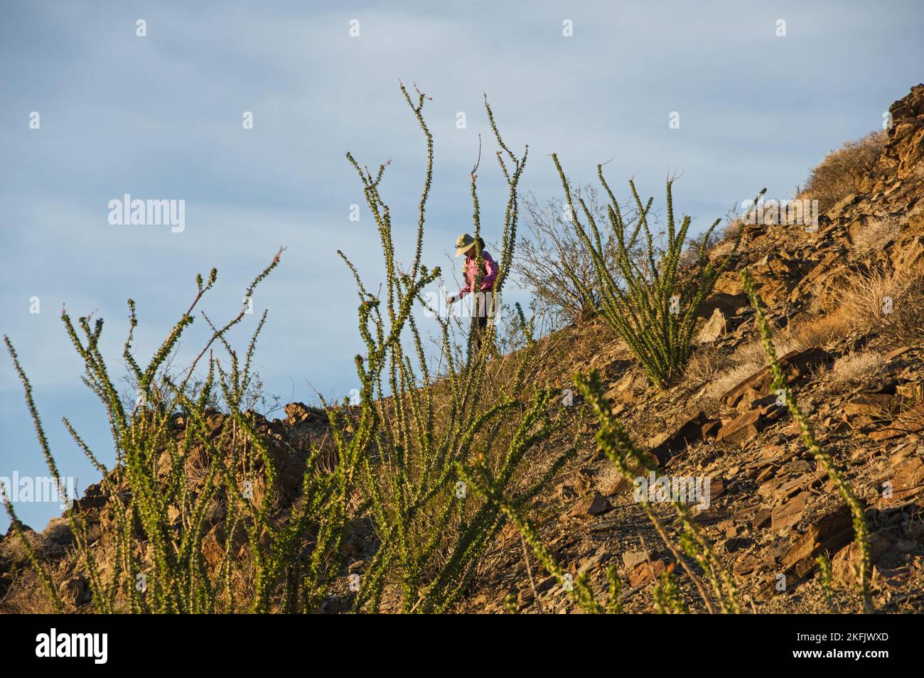 Frau, die in der Wüste hinter Ocotilla auf dem Berg Orocopia in der Mojave-Wüste wandert Stockfoto