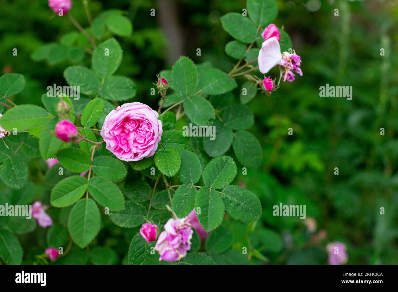 Damast rosa Rose im Garten, schöne florale Hintergrund Stockfoto