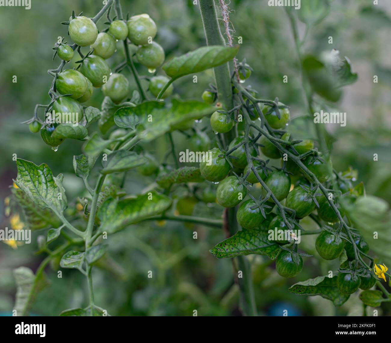 Tomate-Pflanzen im Gewächshaus-grüne Tomaten-Plantage. Ökologischer Landbau, junge Tomaten Pflanzen Wachstum im Gewächshaus. Stockfoto