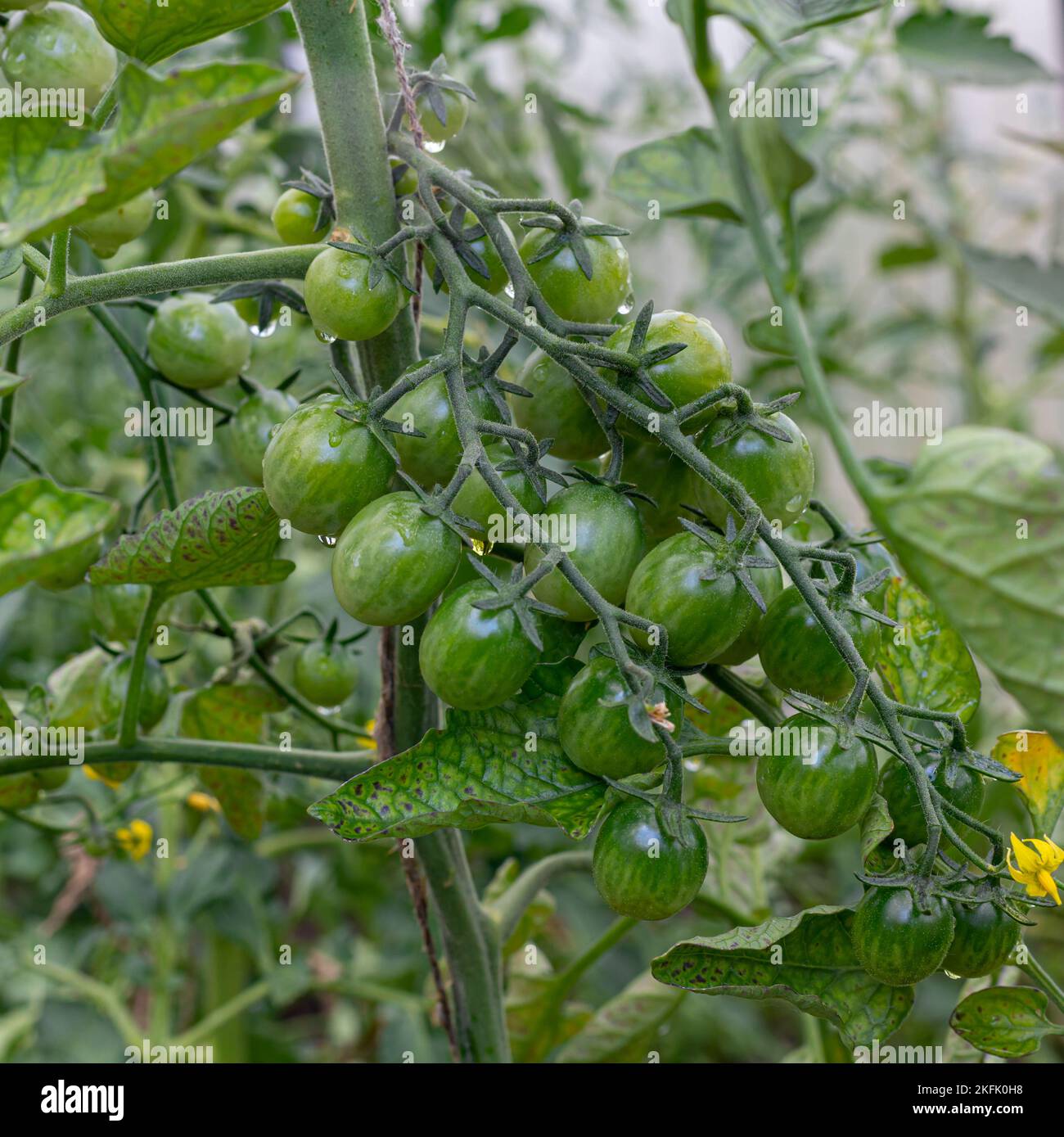 Tomate-Pflanzen im Gewächshaus-grüne Tomaten-Plantage. Ökologischer Landbau, junge Tomaten Pflanzen Wachstum im Gewächshaus. Stockfoto