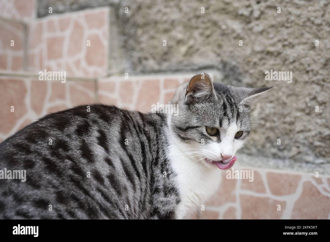 Europäische Keltische Katze Stockfoto