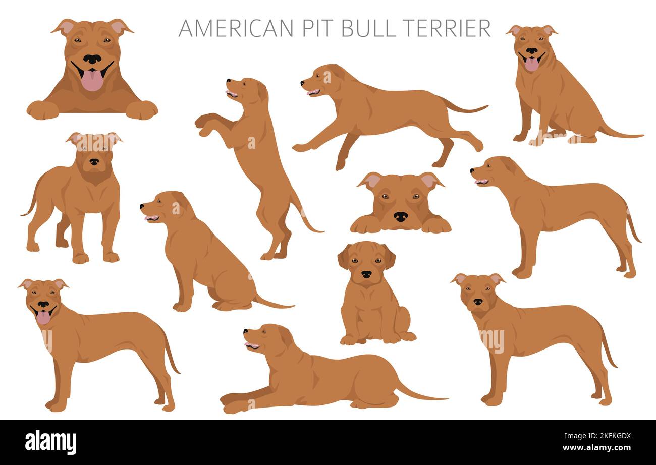 American Pit Bull Terrier Hunde Clipart. Farbvarianten, Infografik. Vektorgrafik Stock Vektor