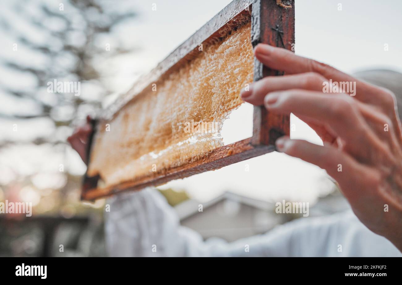 Hände, Waben und Farm mit einer Imkerin, die auf dem Land an der Honigproduktion arbeitet. Essen, Rahmen und Landwirtschaft mit einer Bäuerin bei Stockfoto
