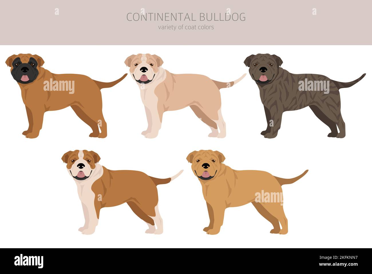 Continental Bulldog Clipart. Verschiedene Posen, Fellfarben eingestellt. Vektorgrafik Stock Vektor