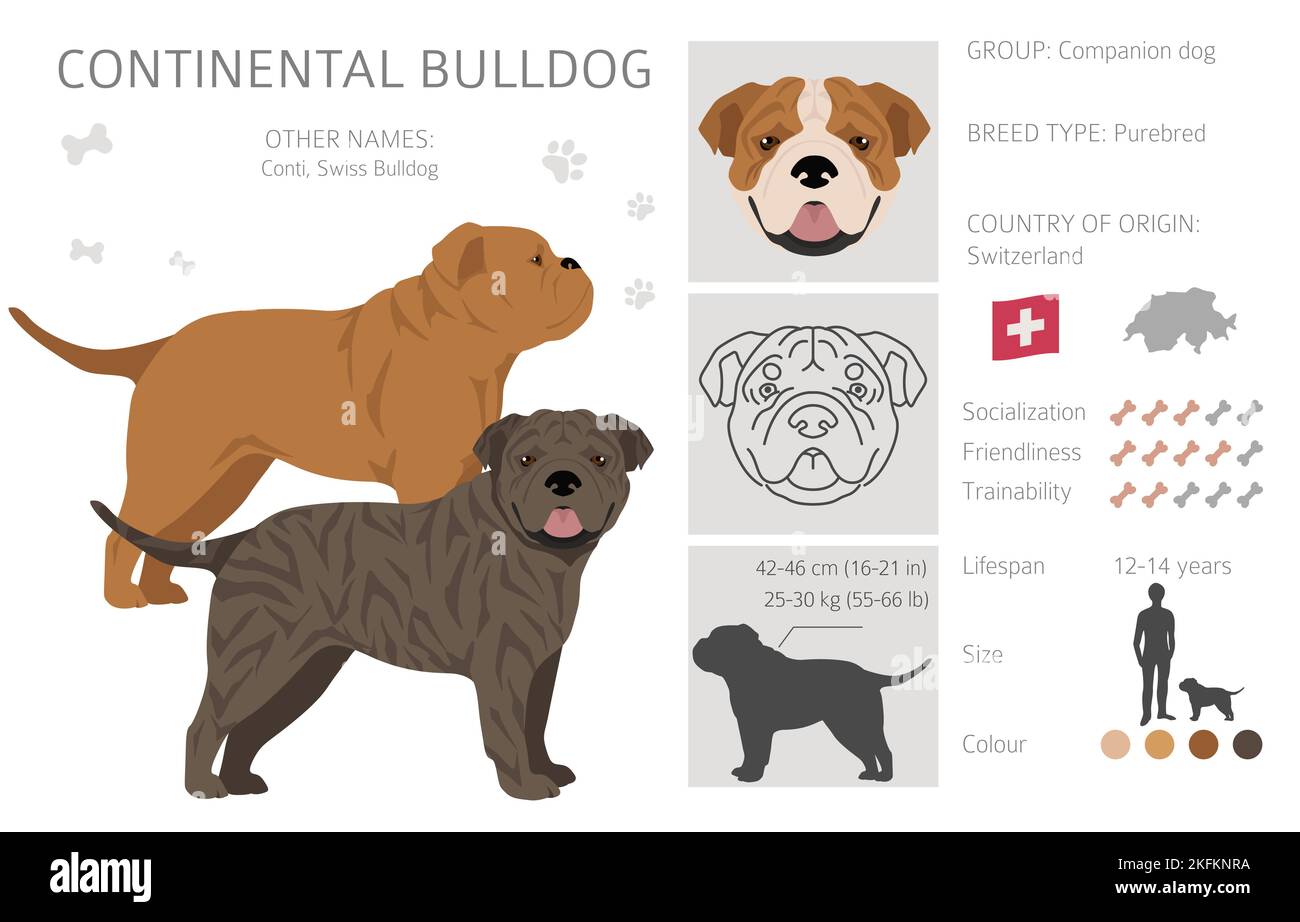 Continental Bulldog Clipart. Verschiedene Posen, Fellfarben eingestellt. Vektorgrafik Stock Vektor