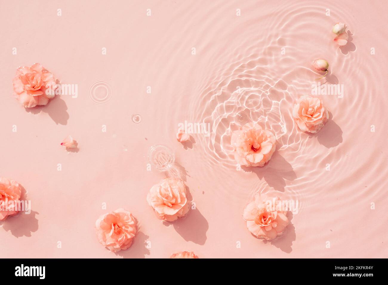 Sommerhintergrund mit rosa Rosen im Wasser mit Tropfen. Minimaler natürlicher abstrakter Hintergrund flache Lage, Draufsicht, Kopierbereich Stockfoto