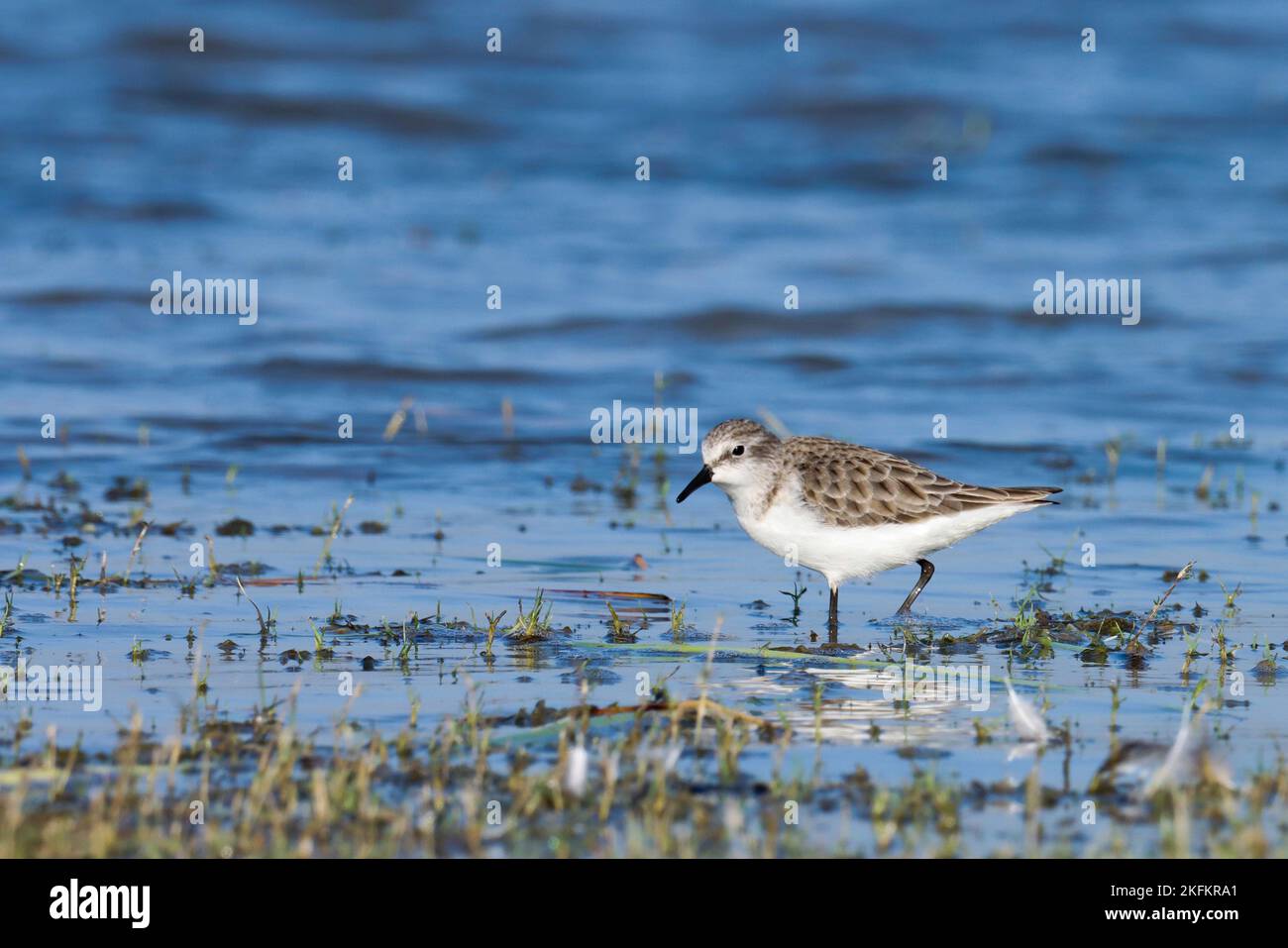 Kleiner Stint, calidris minuta, der im Flusswasser steht. Kleiner, wader, einer, Wasservögel, der im Flusswasser steht. Schöner Vogel in der Natur. Stockfoto