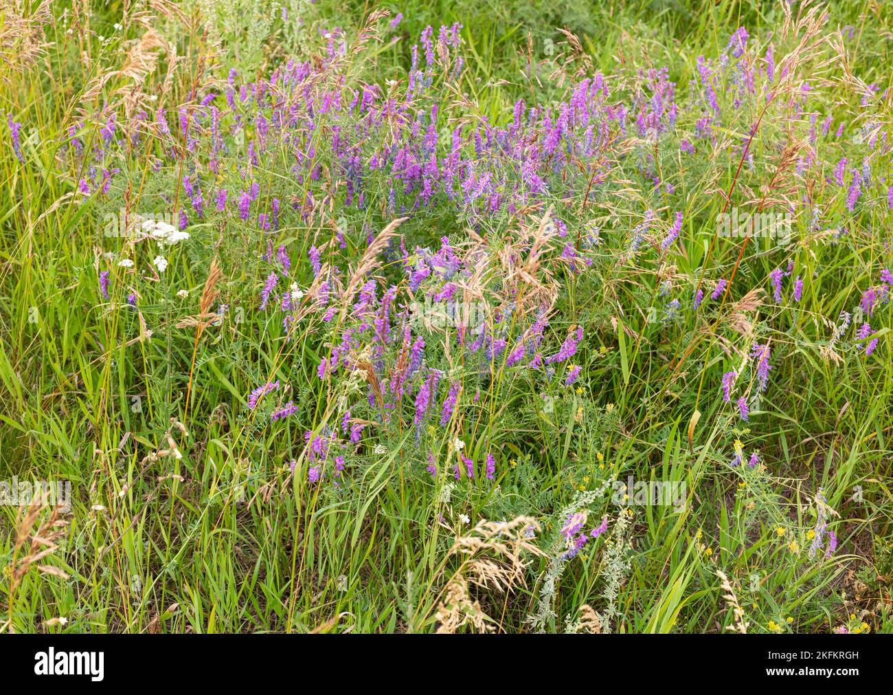 Mauserbsenpflanze. Blüten ähnlich wie Lavendel Stockfoto