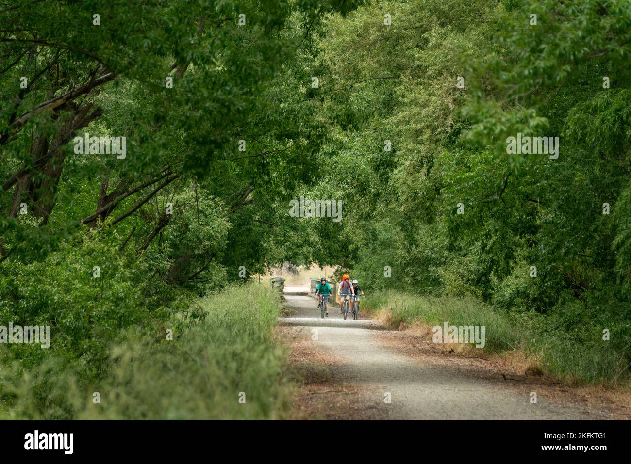 Drei Radfahrer fahren auf dem Otago Central Rail Trail zwischen grünen Bäumen, South Island. Stockfoto