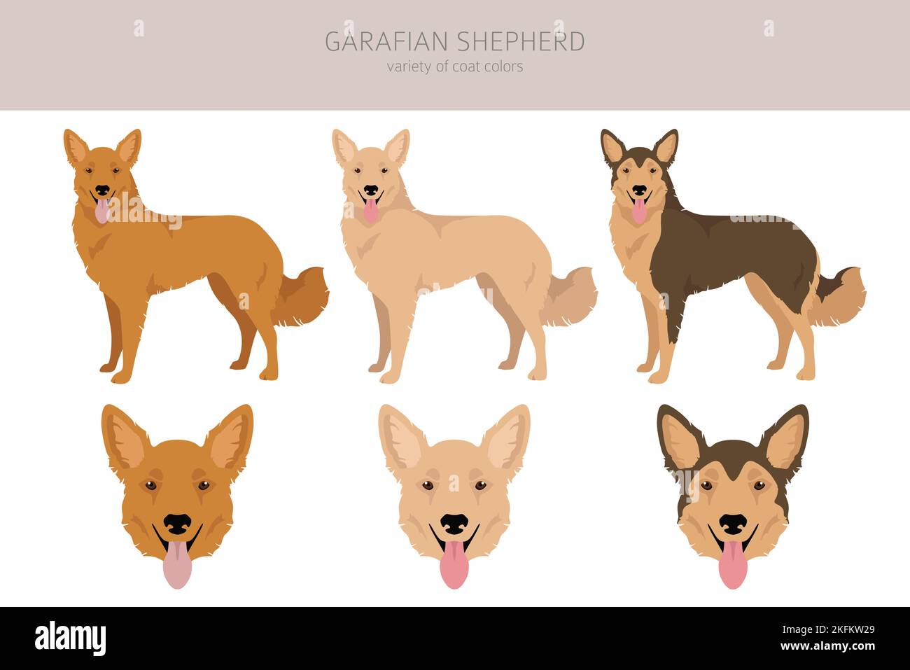 Garafian Shepherd Clipart. Verschiedene Fellfarben eingestellt. Vektorgrafik Stock Vektor