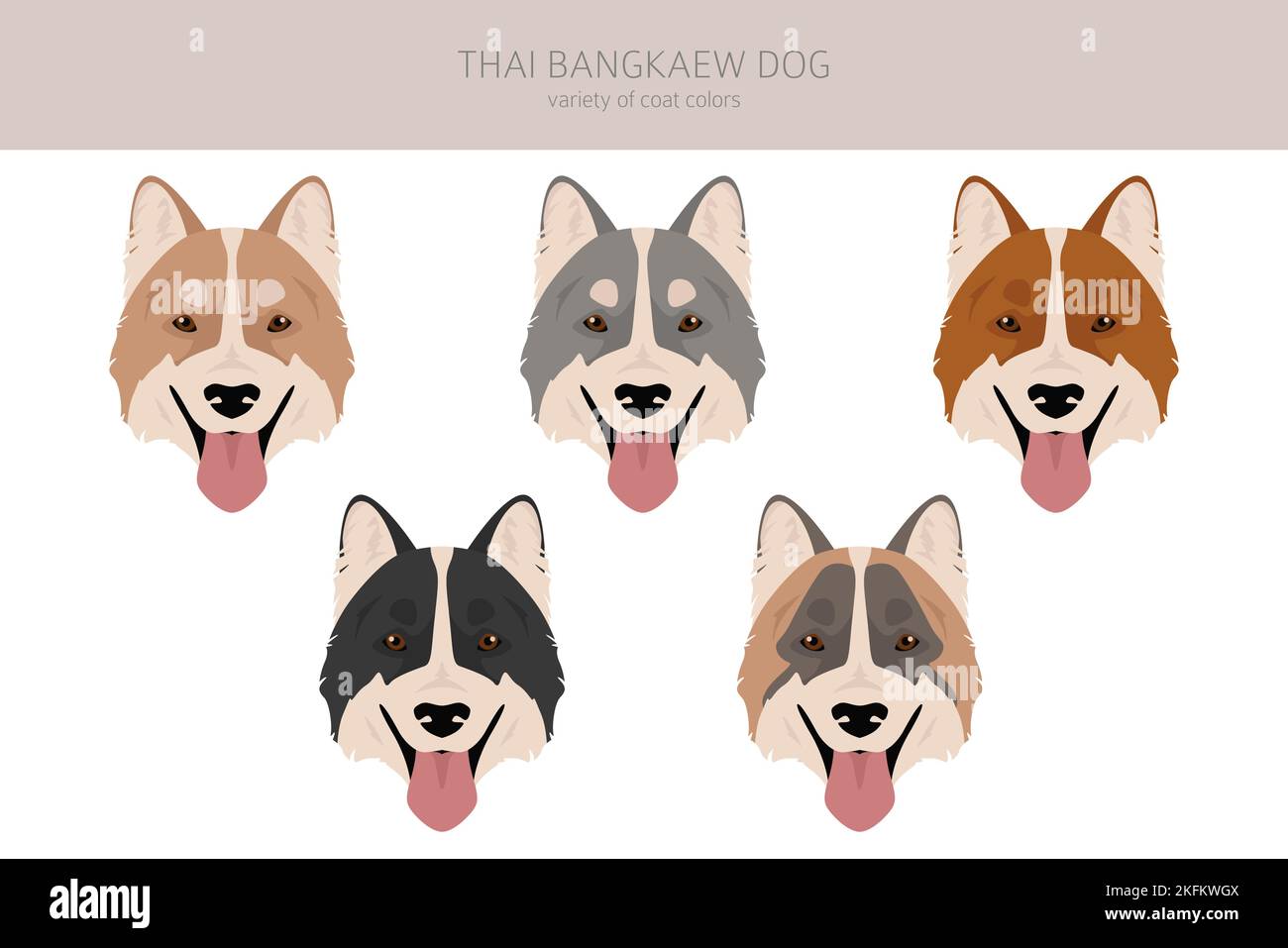 Thai Bangkaew Hund Clipart. Alle Fellfarben eingestellt. Alle Hunderassen Merkmale Infografik. Vektorgrafik Stock Vektor