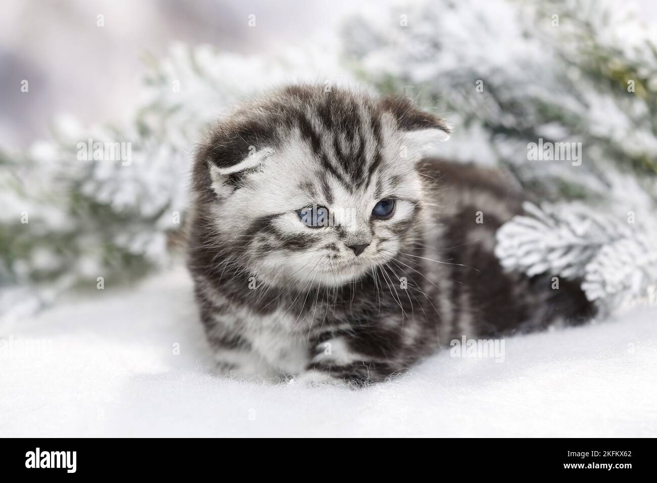 Britisches Kurzhaar-Kätzchen im Winter Stockfoto