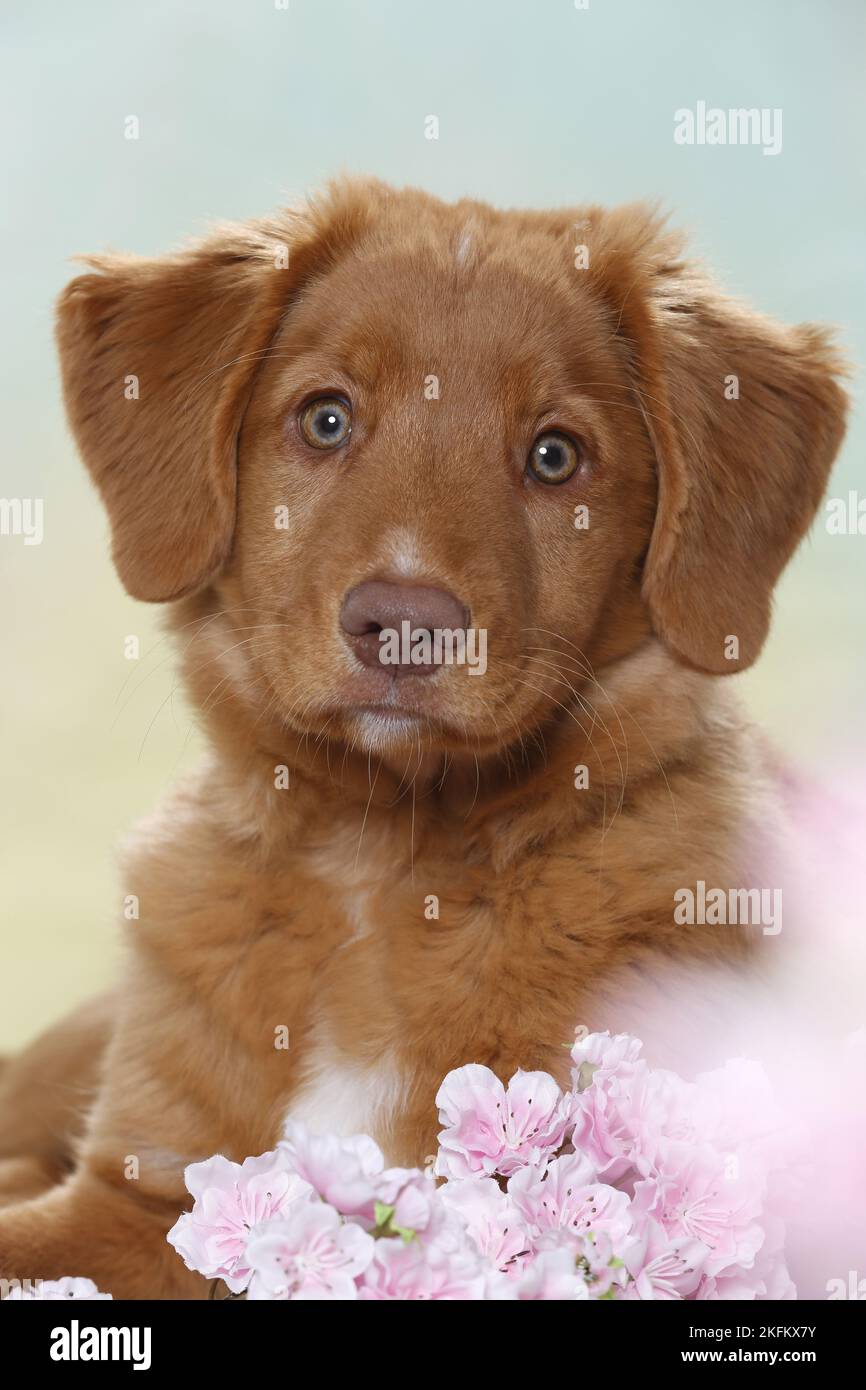 junge Nova Scotia Duck Tolling Retriever Stockfoto