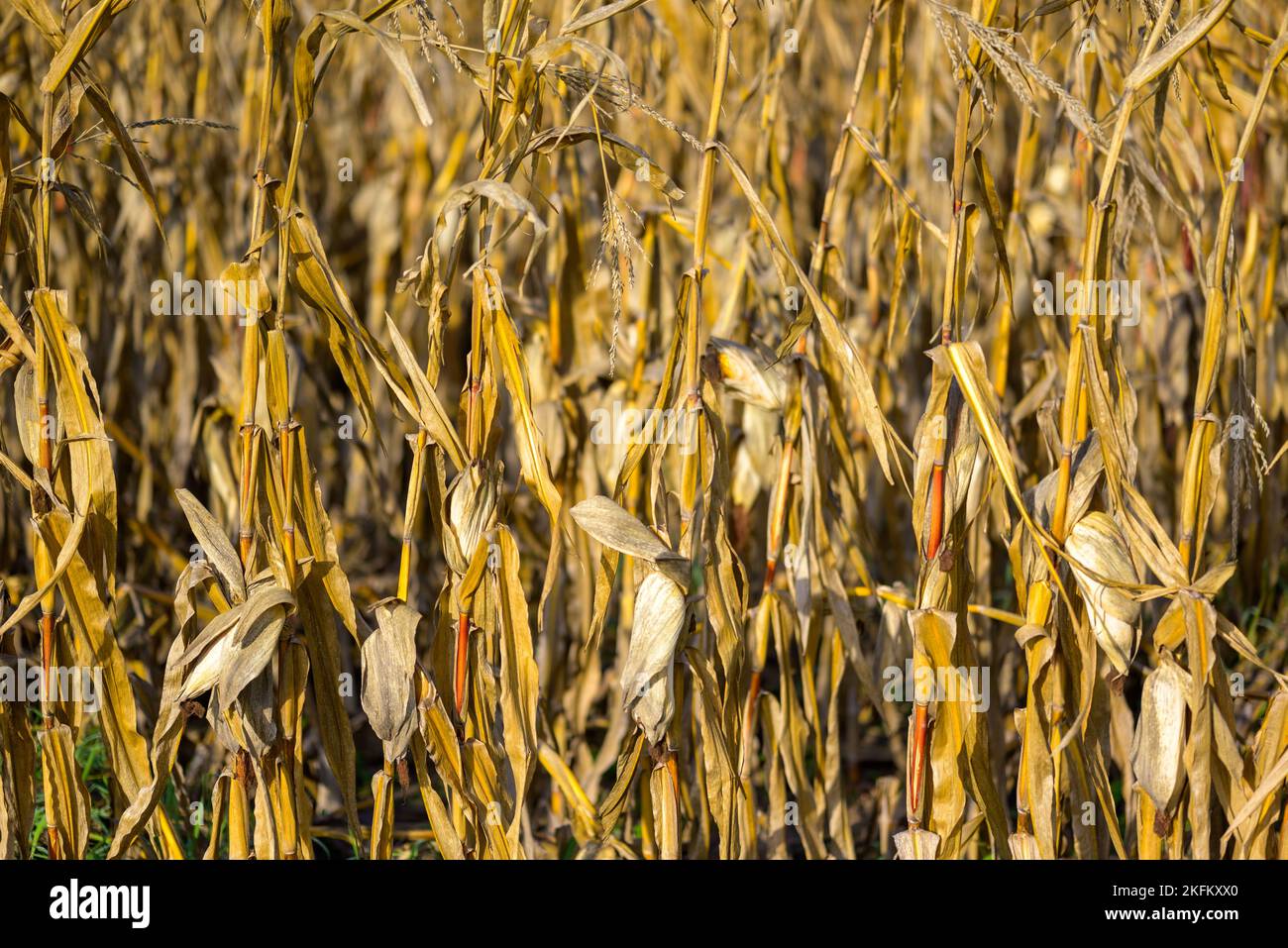 Maisfeld mit getrocknetem Mais füllt das ganze Bild Stockfoto
