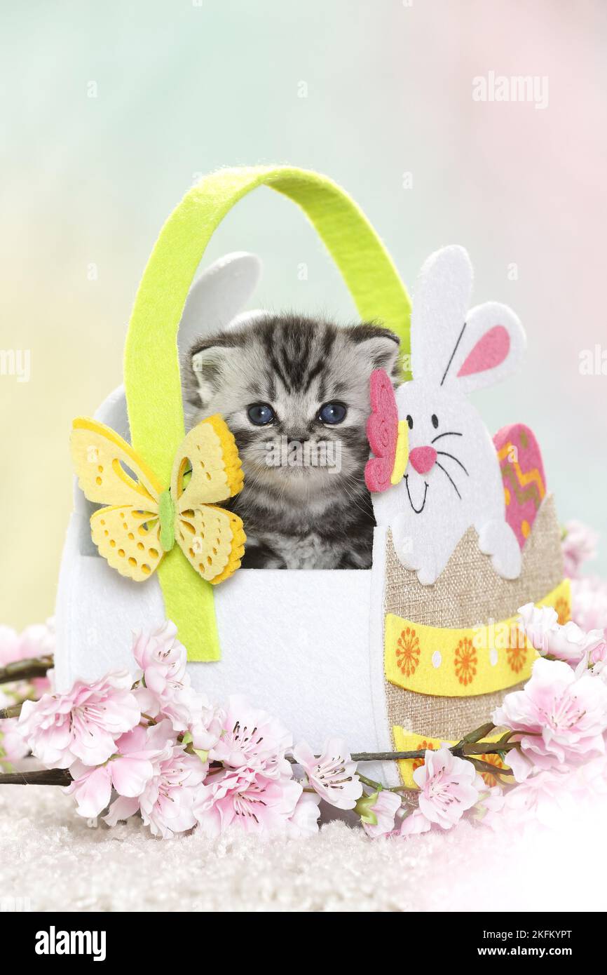 Britisches Kurzhaar-Kätzchen zu ostern Stockfoto