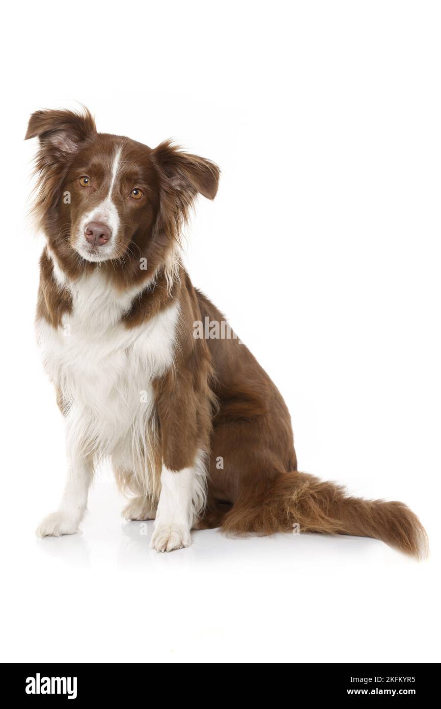 Australian Shepherd Stockfoto