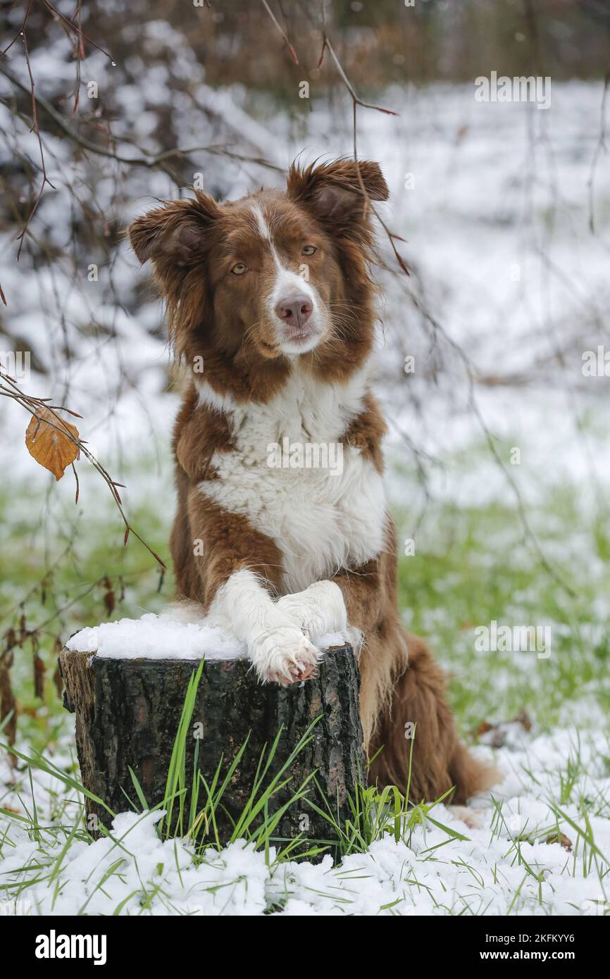 Australian Shepherd liegend Stockfoto