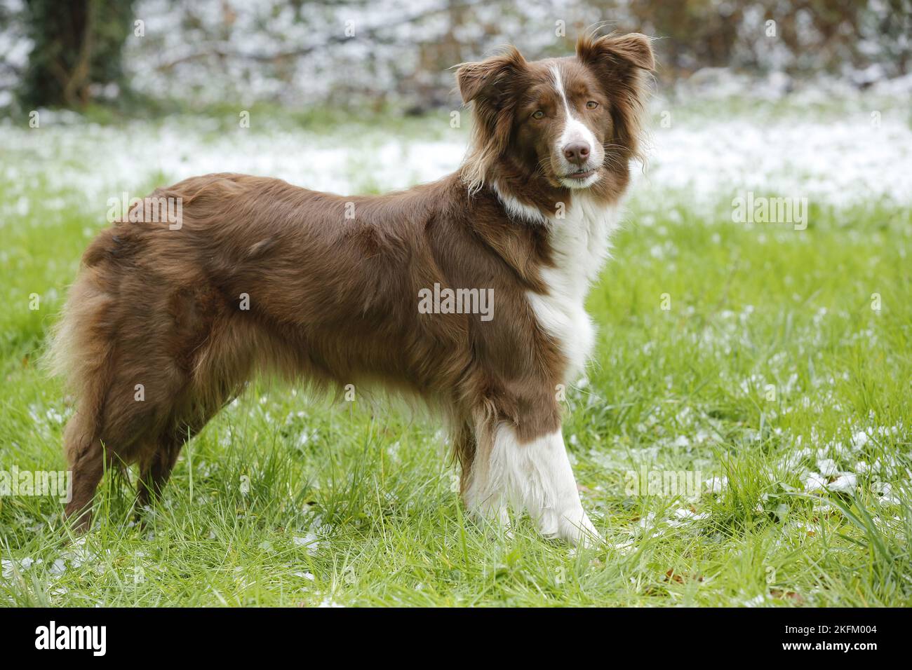 stehende Australian Shepherd Stockfoto