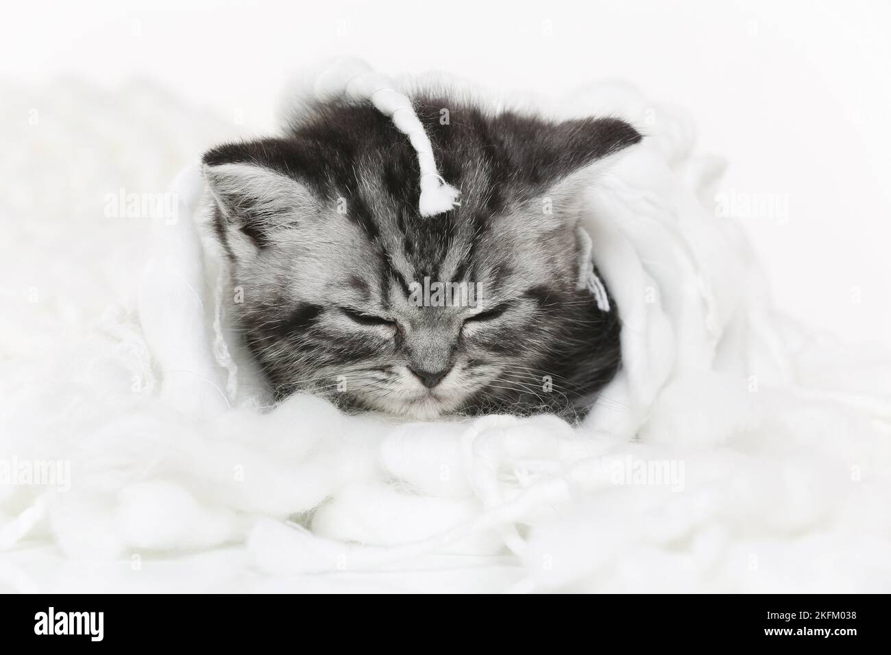 Britisch Kurzhaar Kätzchen Stockfoto