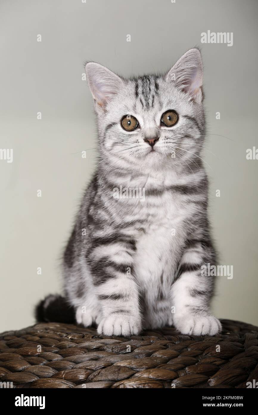 Britisch Kurzhaar Kätzchen Stockfoto