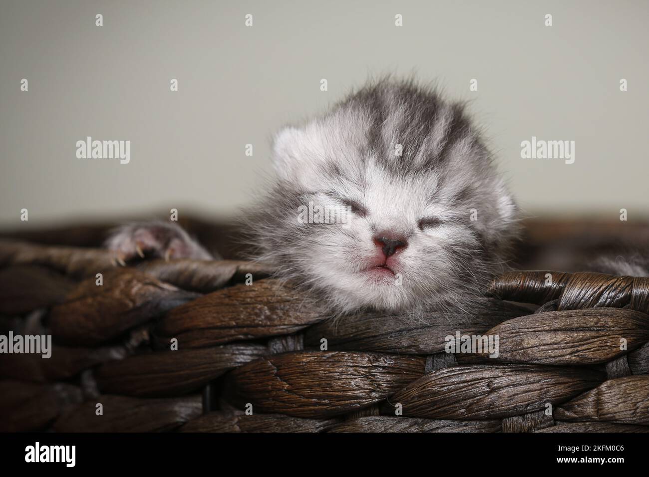 Neugeborenes britisches Kurzhaar-Kätzchen Stockfoto