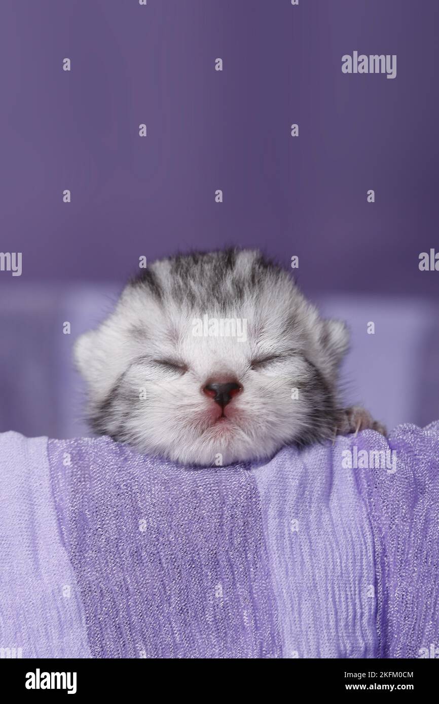 Neugeborenes britisches Kurzhaar-Kätzchen Stockfoto