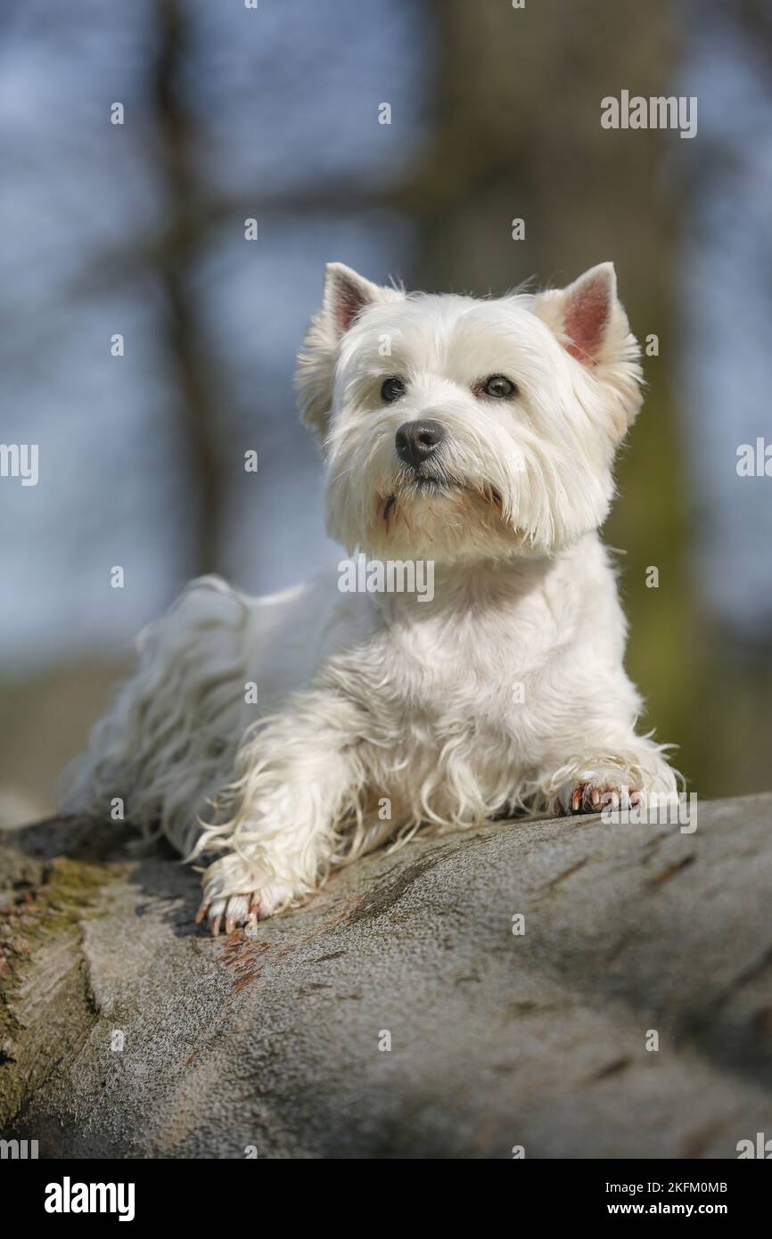 West Highland White Terrier liegend Stockfoto