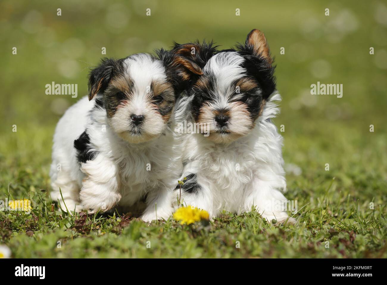Biewer Yorkshire Terrier Welpen Stockfoto