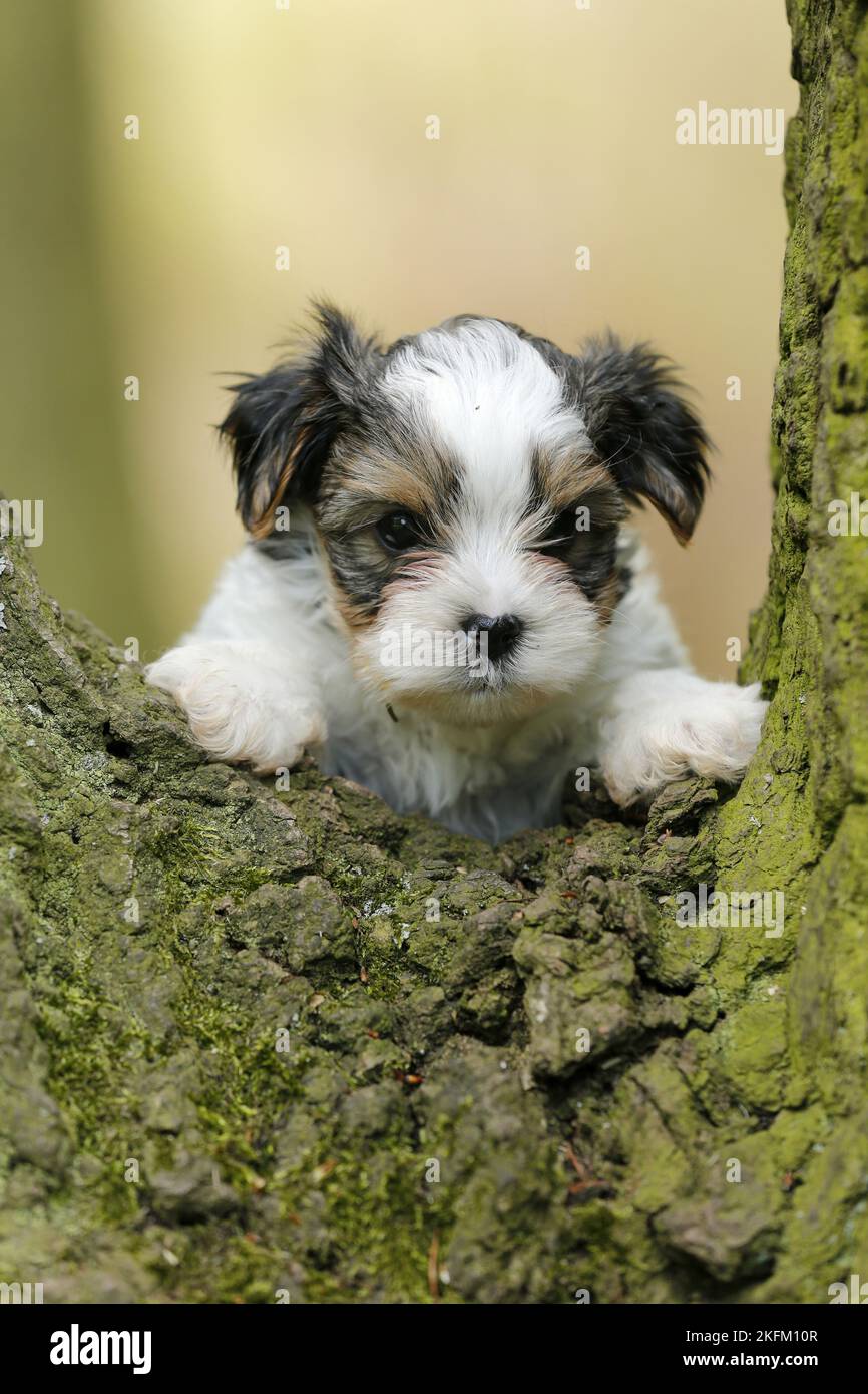 Biewer Yorkshire Terrier auf einem Baum Stockfoto