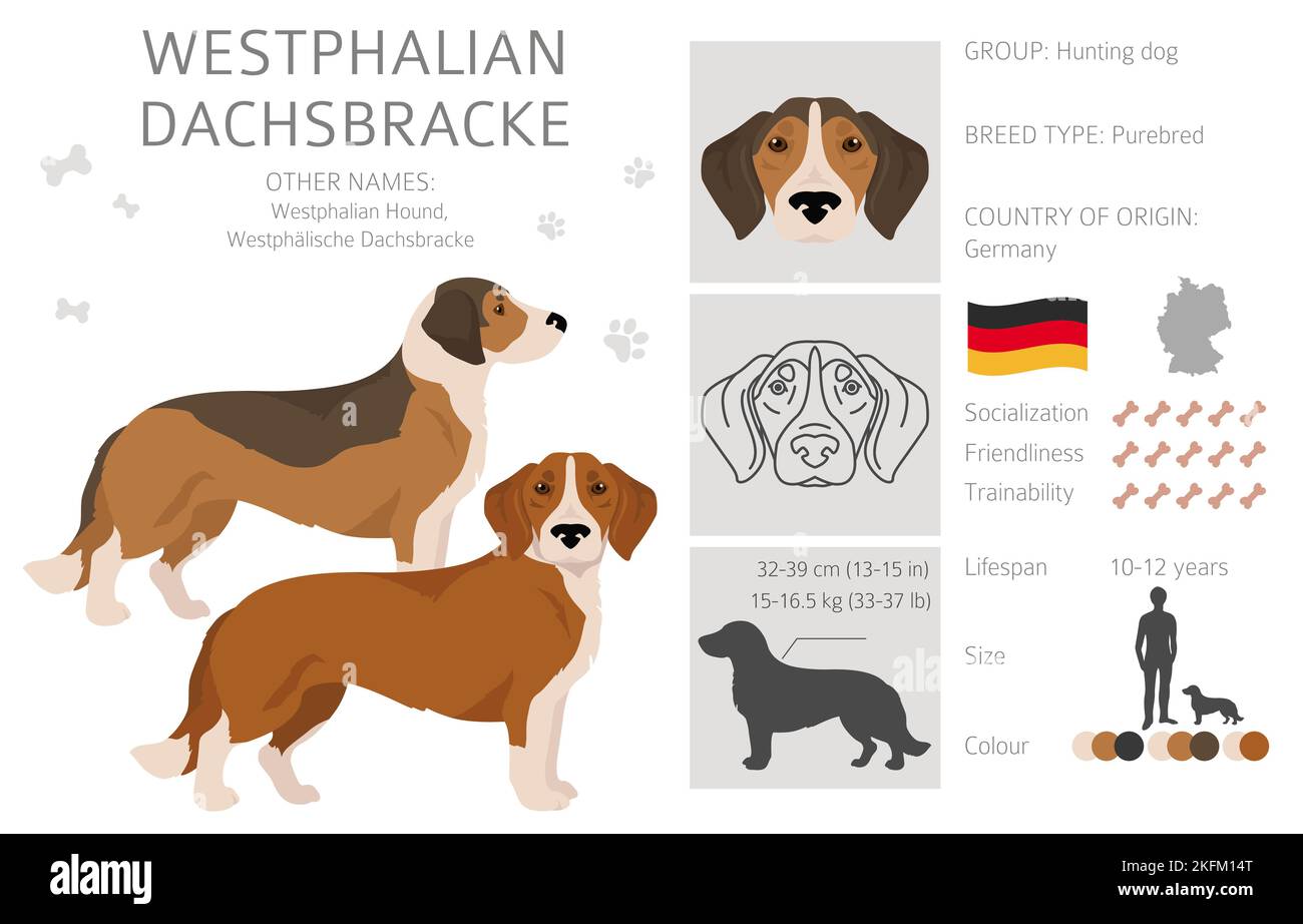 Westfälischer Dachsbracke-Clipart. Alle Fellfarben eingestellt. Alle Hunderassen Merkmale Infografik. Vektorgrafik Stock Vektor