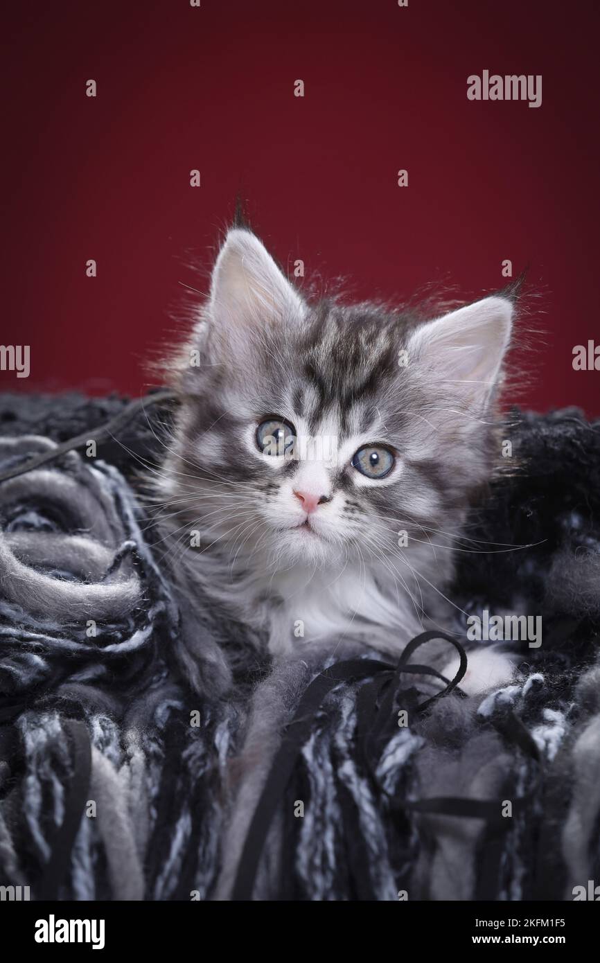 Maine Coon Kitten Stockfoto