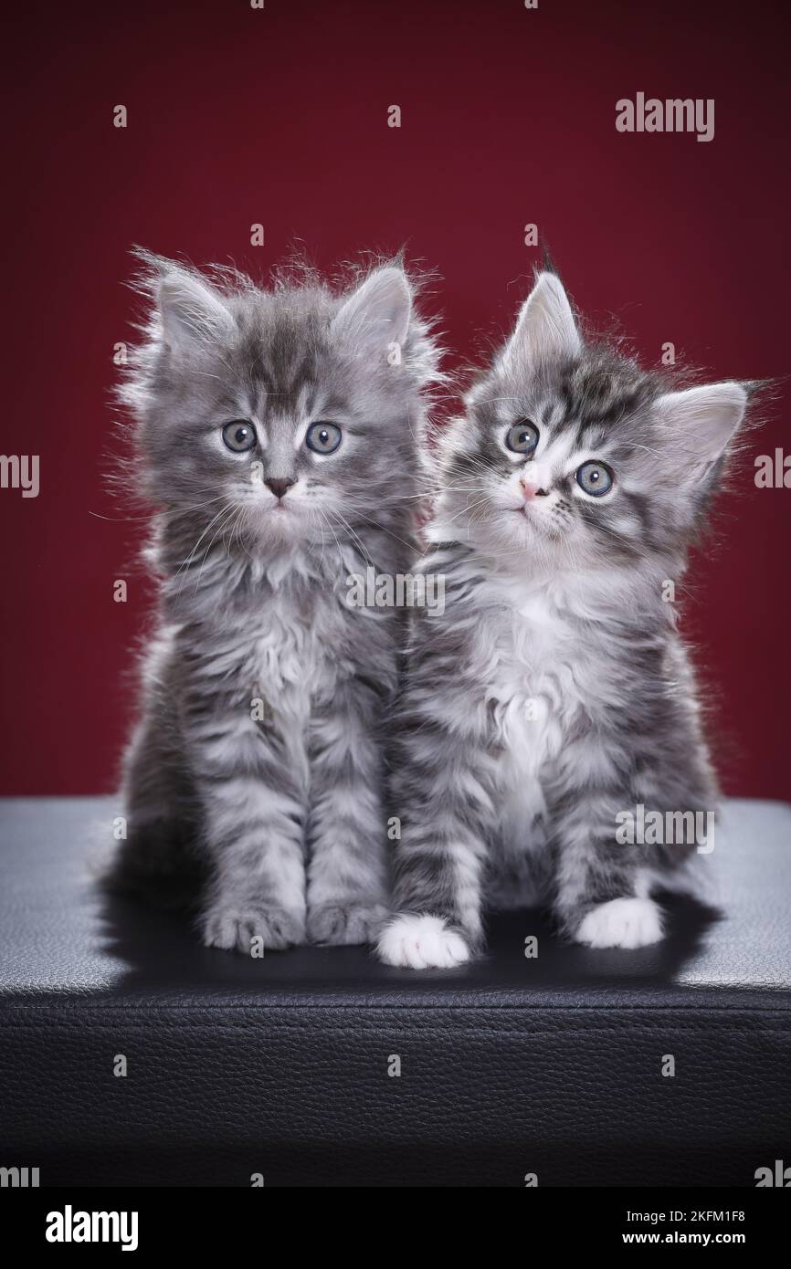 Maine Coon Kitten Stockfoto