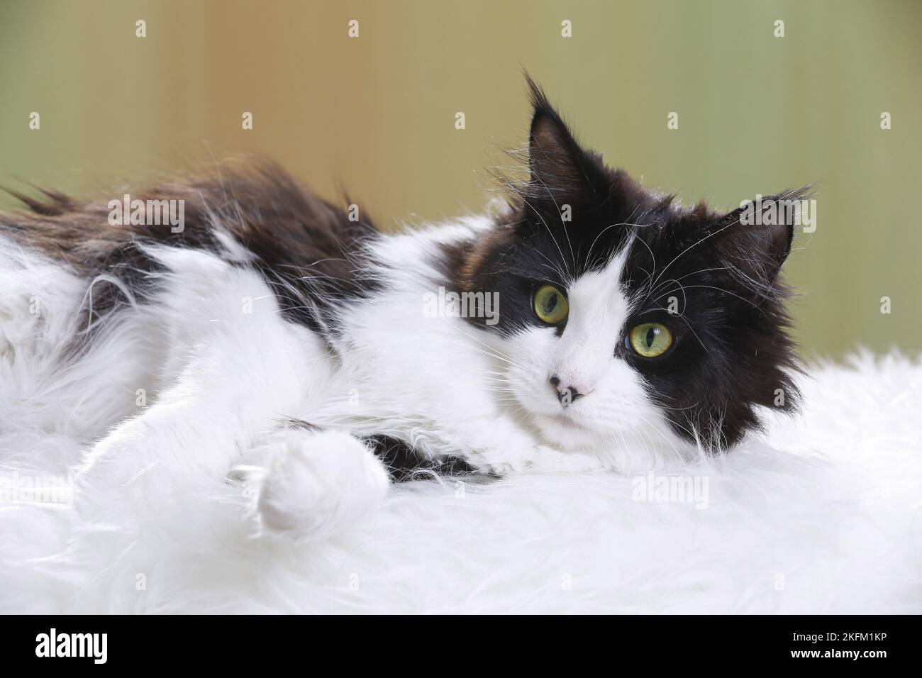 Maine Coon liegend Stockfoto